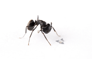 "Микрофлайер" у ног муравья. Фото: Northwestern University