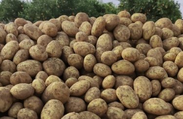 Урожай картофеля 2022 года: крупный производитель озвучил прогноз