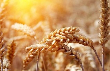 З початку війни Україні вдалося вивезти лише 7% річного обсягу експорту зернових