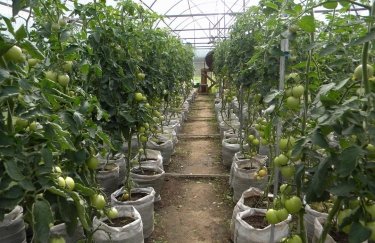 Чешский предприниматель на тепле от майнинговых ферм вырастил томаты