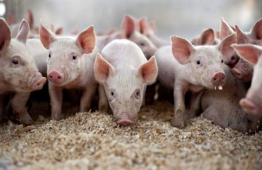 Крупный производитель свинины сократил прибыль в 4,4 раза