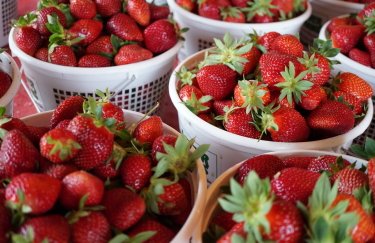 В Україні не буде дефіциту свіжої полуниці — агроном
