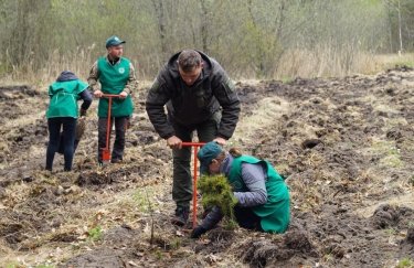 В Украине за год высадили 175 миллионов деревьев по "плану Зеленского": где и кто посадил больше всего