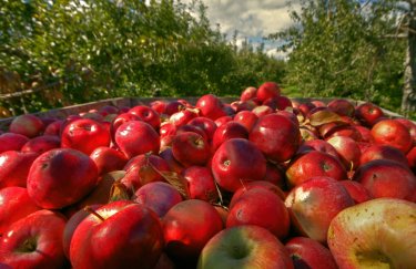 Україна відновила експорт свіжих яблук до Малайзії та Близького Сходу