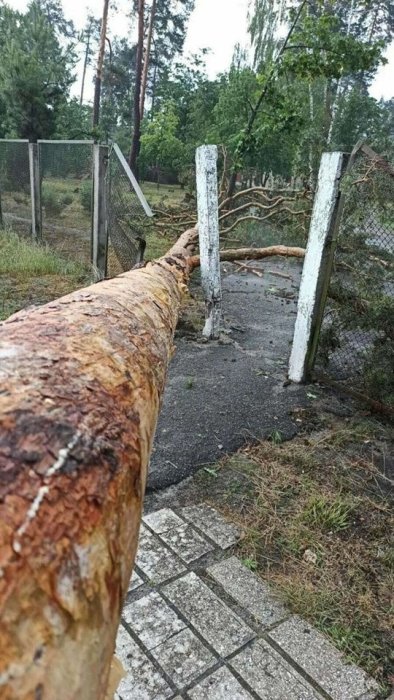 Фото 5 — Под Киевом ураган повалил деревья и оставил людей без света (ФОТО, ВИДЕО)