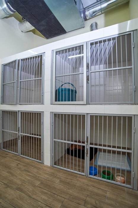 Фото 3 — "Я тварин люблю більше, аніж людей": співвласниця мережі "Звірополіс" Світлана Панаіотіді