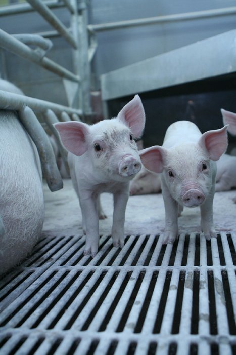 Фото 17 — Под Киевом открыли крупнейшую в Украине свиноферму (ФОТО)
