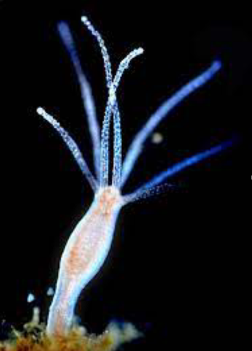 Фото 3 — Антикорупційна податкова реформа і український економічний прорив