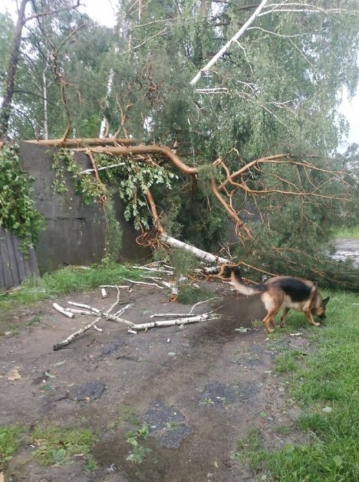 Фото 9 — Под Киевом ураган повалил деревья и оставил людей без света (ФОТО, ВИДЕО)