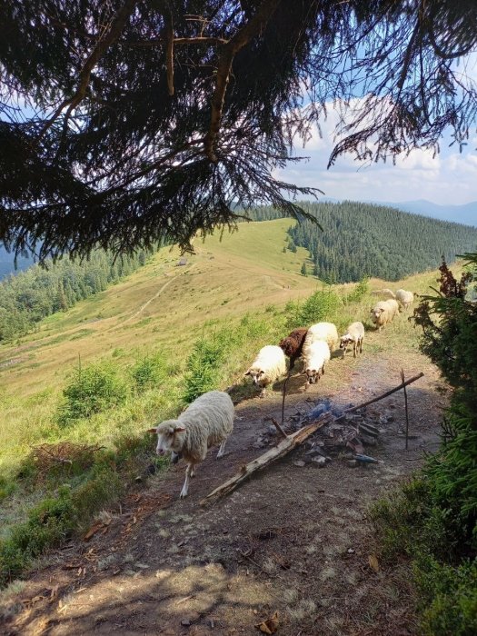 Фото 3 — У готелях та ресторанах Прикарпаття — нестача офіціантів та кухарів. Що чекає Буковель та інші курорти в цей сезон