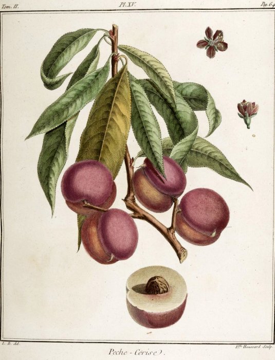 Фото 9 — Топ-10 найдорожчих книг світу: кому вони належать