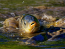 В Украине стартует нерестовый запрет на лов рыбы