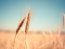 Фото: Pixabay