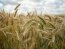 Ячмінь