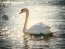 Фото: Pixabay
