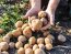 картофель, цены