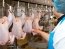 Украинская курятина. Фото: agroday.com.ua