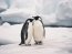 пінгвіни