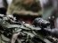 ВСУ обезвредили ДРГ россиян возде четырех населенных пунктов в Луганской области