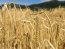 пшеница