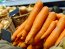 морква, морковь