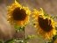 соняшник