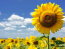 подсолнечник