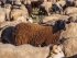 Овцы