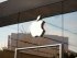 Apple Inc.