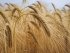 Россия, вероятно, согласится продлить "зерновое соглашение" - Bloomberg