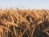 Пшеница