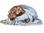 Ветеринарная клиника Animal Clinic: американские стандарты заботы в вашем районе