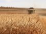 Поле пшениці
