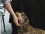 Фото: Royal Canin